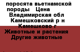 поросята вьетнамской породы › Цена ­ 2 500 - Владимирская обл., Камешковский р-н, Камешково г. Животные и растения » Другие животные   